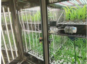 Buồng tăng trưởng thực vật LIYI Khí hậu nhân tạo Máy nảy mầm hạt giống Buồng khí hậu Buồng môi trường