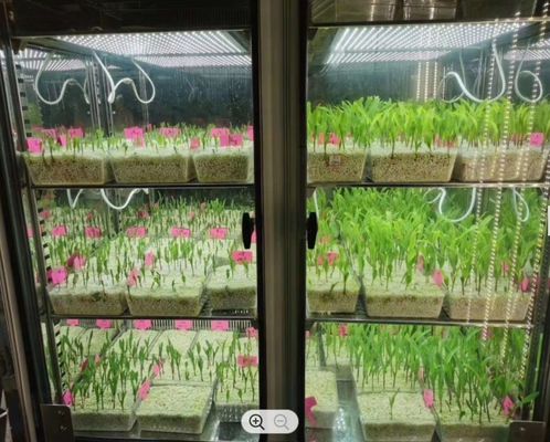 Phòng tăng trưởng thực vật LIYI Máy nảy mầm khí hậu nhân tạo Máy ươm thực vật Hộp tăng trưởng thực vật